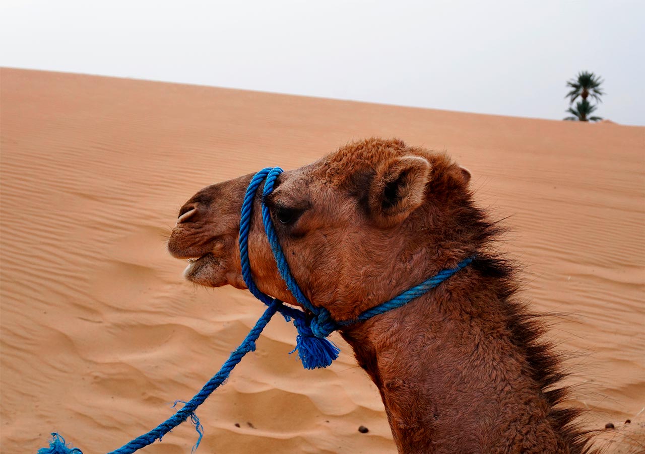 Camels that are actually dromedaries are the oldest transport in the Sahara desert -Tuga.me