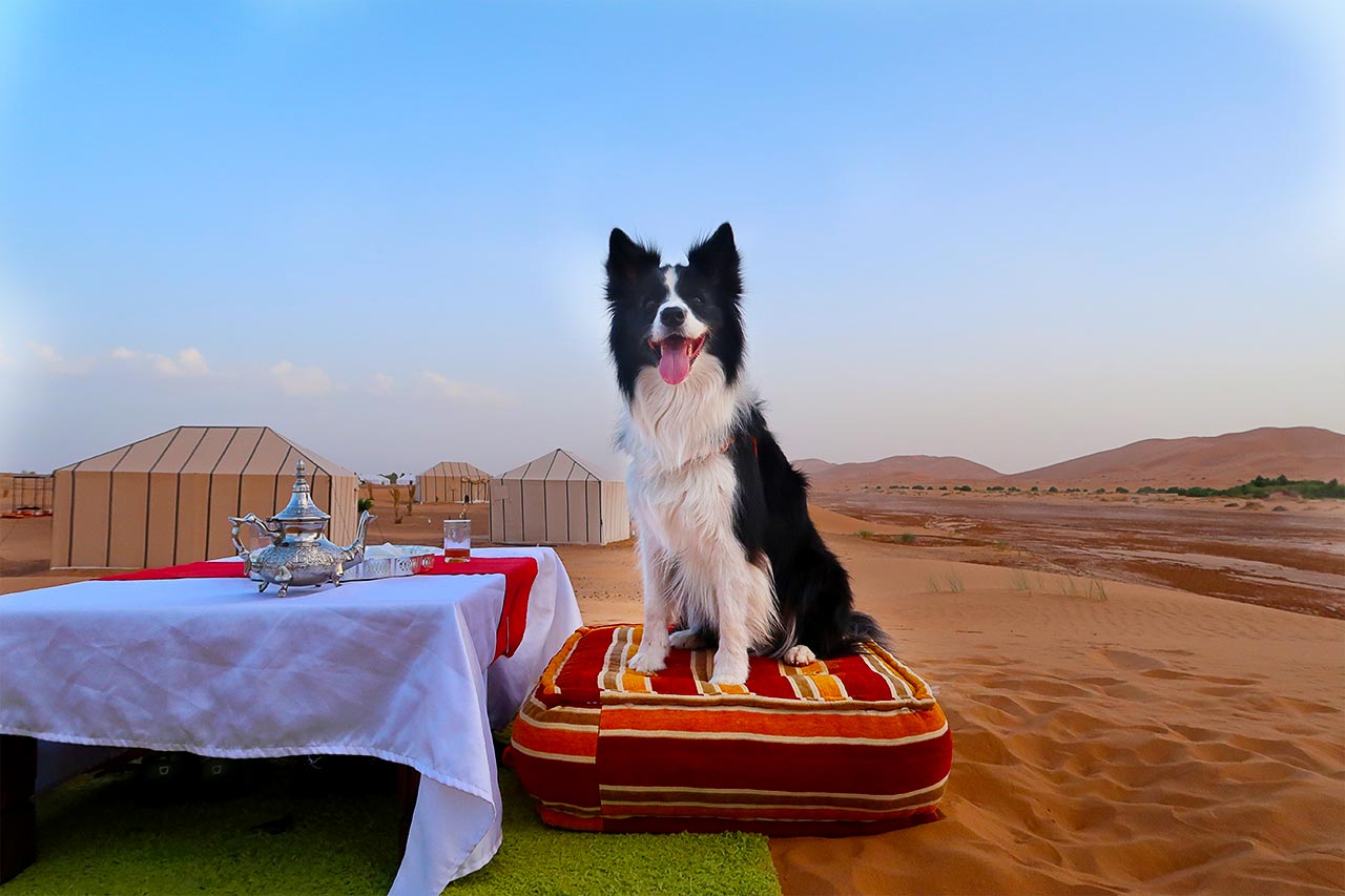 Rafa the tourist dog drinking mint tea in the Sahara desert - Tuga.me