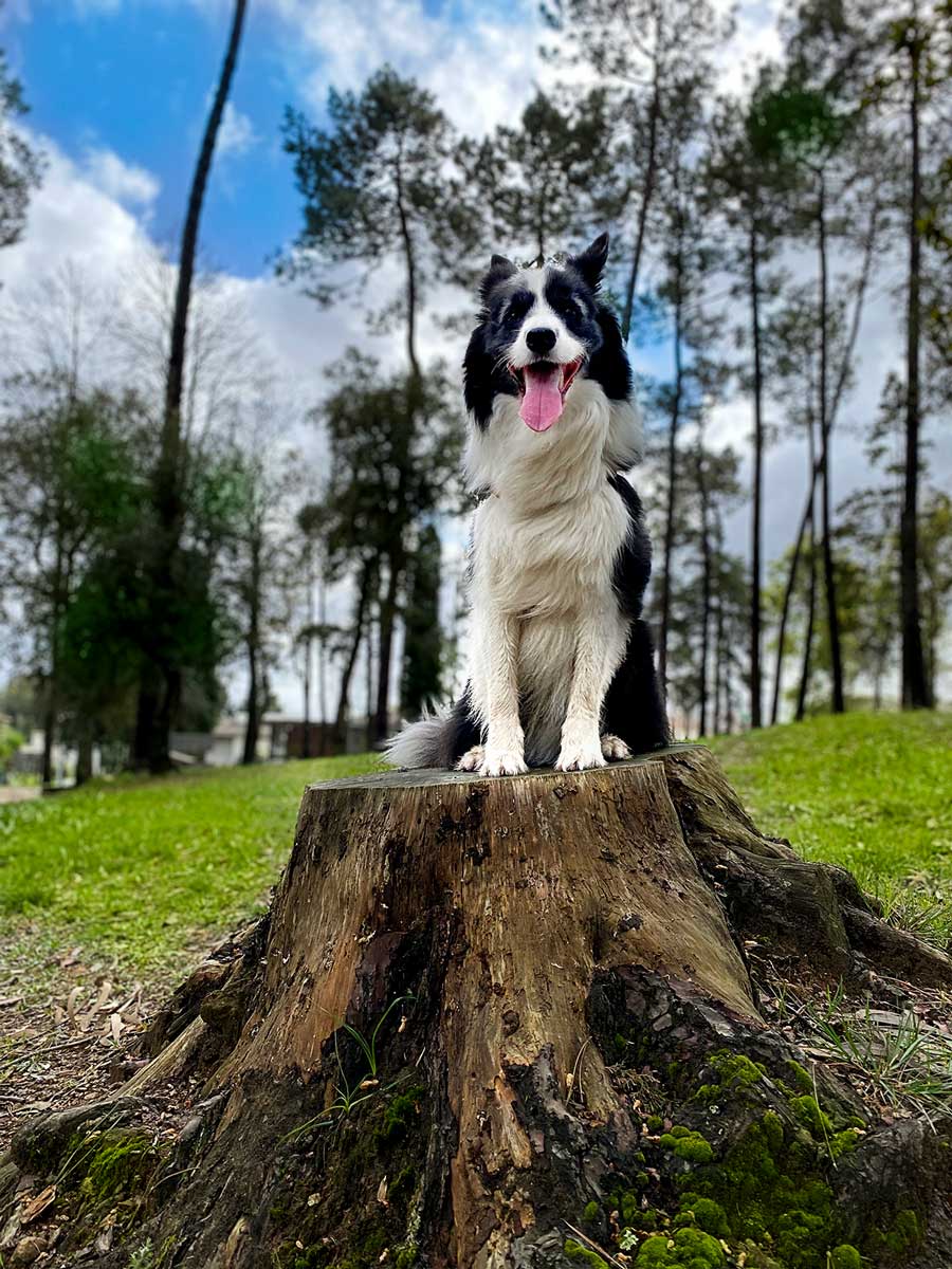 O nosso cão Rafa sentado em cima de um tronco de árvore, durante o nosso passeio pelos passadiços de Fiães, no distrito de Aveiro, em Portugal.