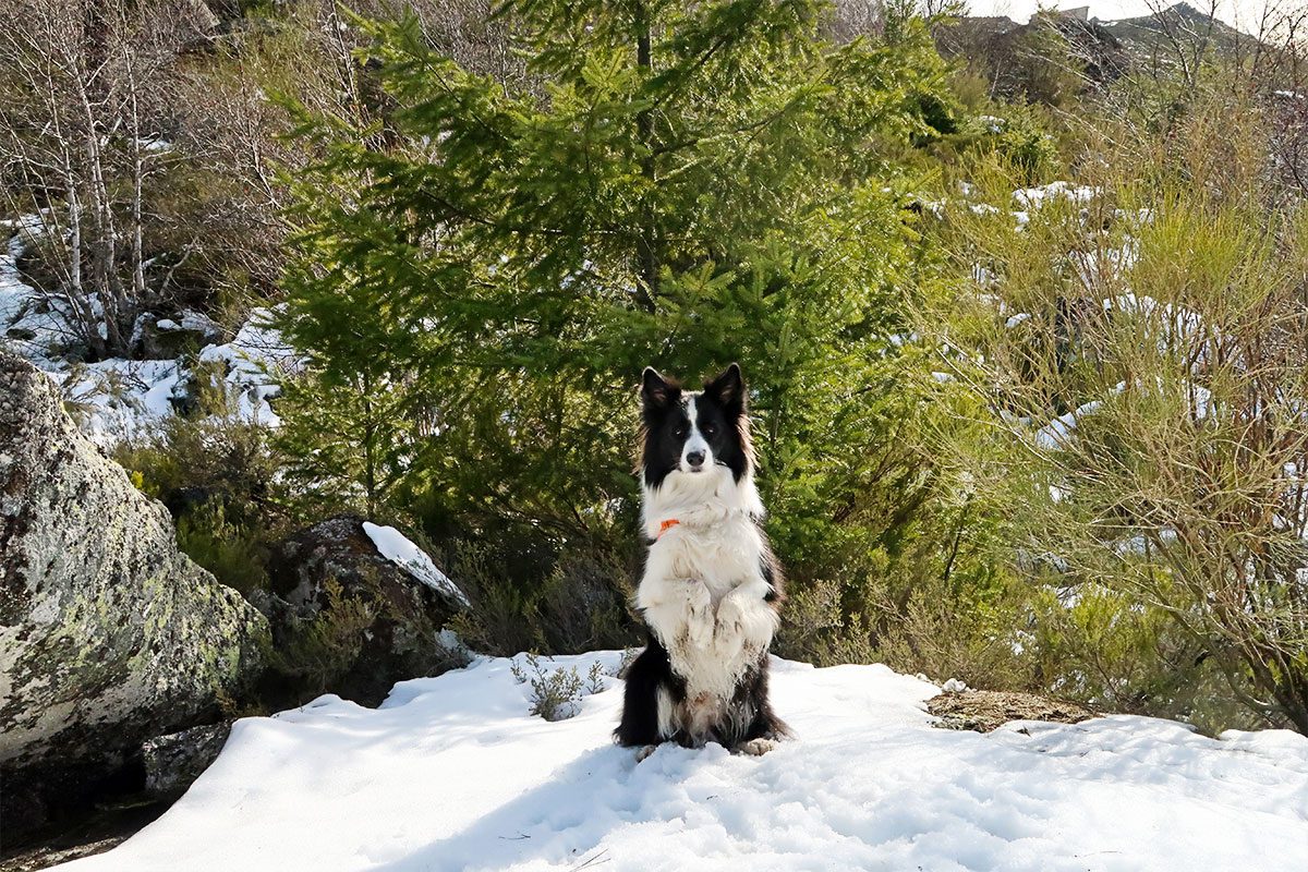 O nosso cão Rafa sentado na neve, na Serra da Estrela, em Portugal.