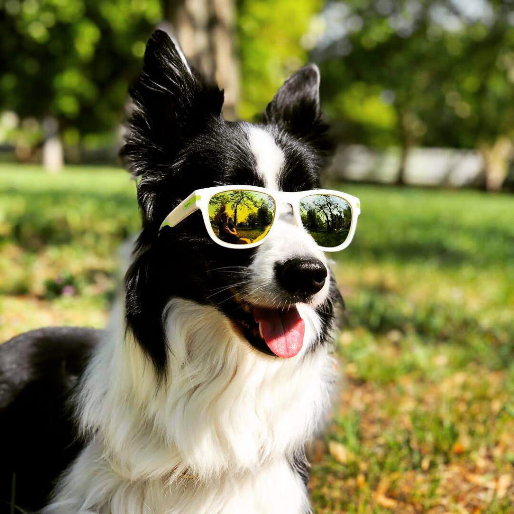 Rafa, our "tourist dog", wearing sunglasses.