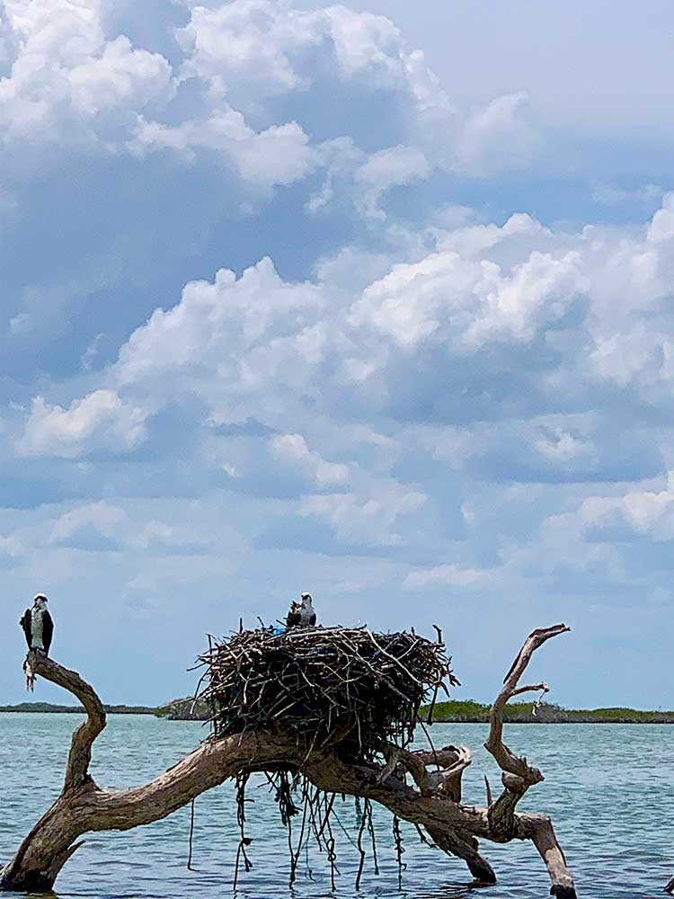 Fishing Eagle's Nest during a tour on the Sian Kaan Biosphere Reserve