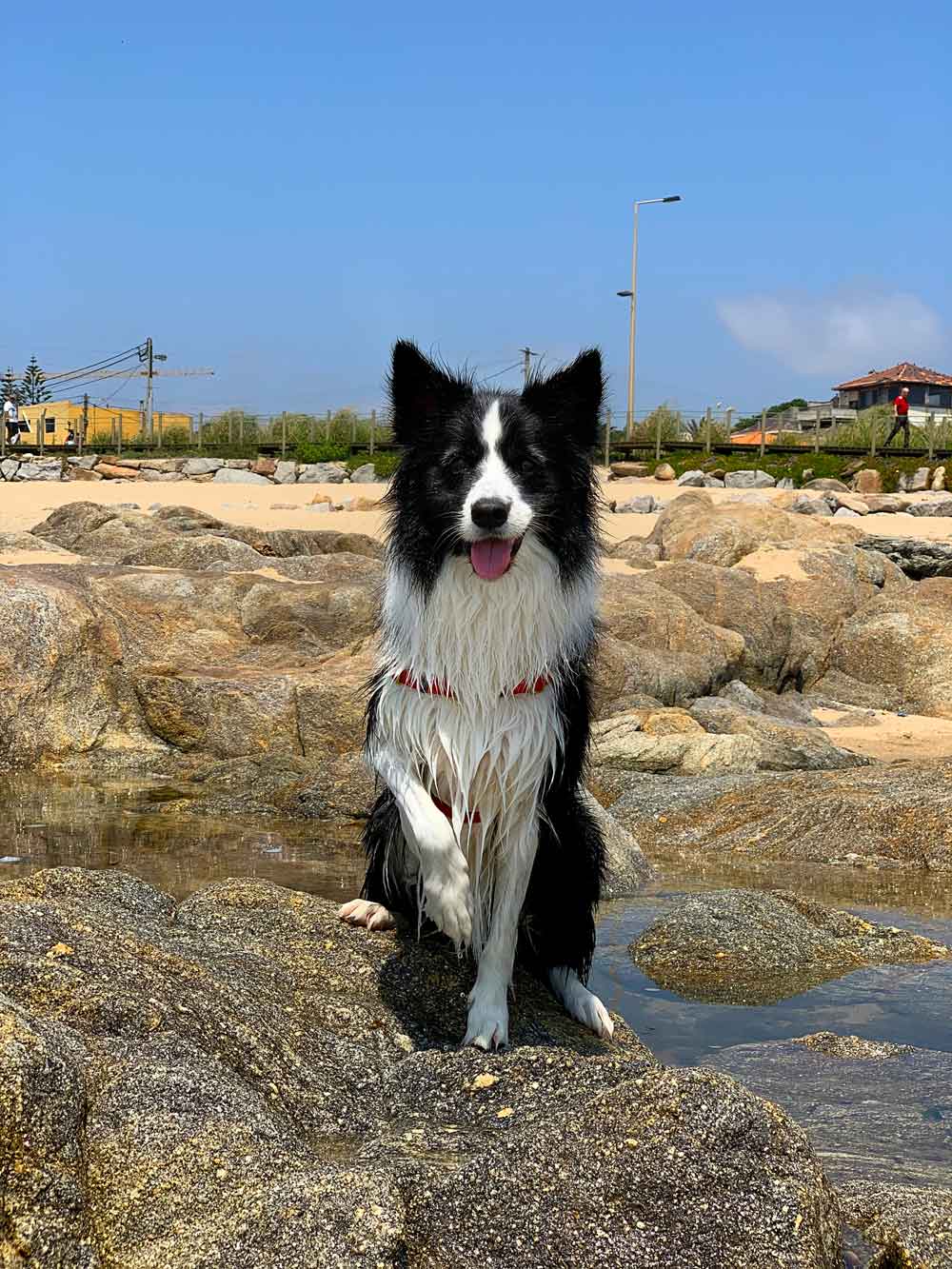 Rafa sitting on the rocks, on a pet-friendly beach.