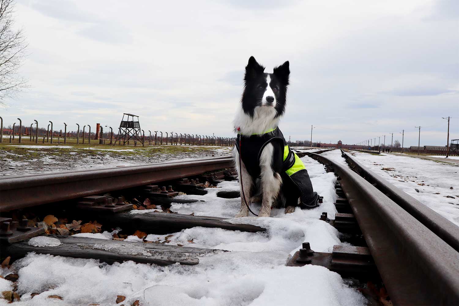 Rafa on the snow of the railway line at Auschwitz concentration camp.