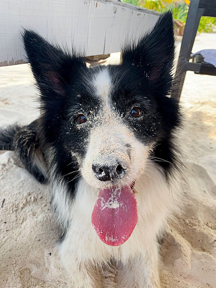 Rafa lying in the sand with a dirty muzzle.