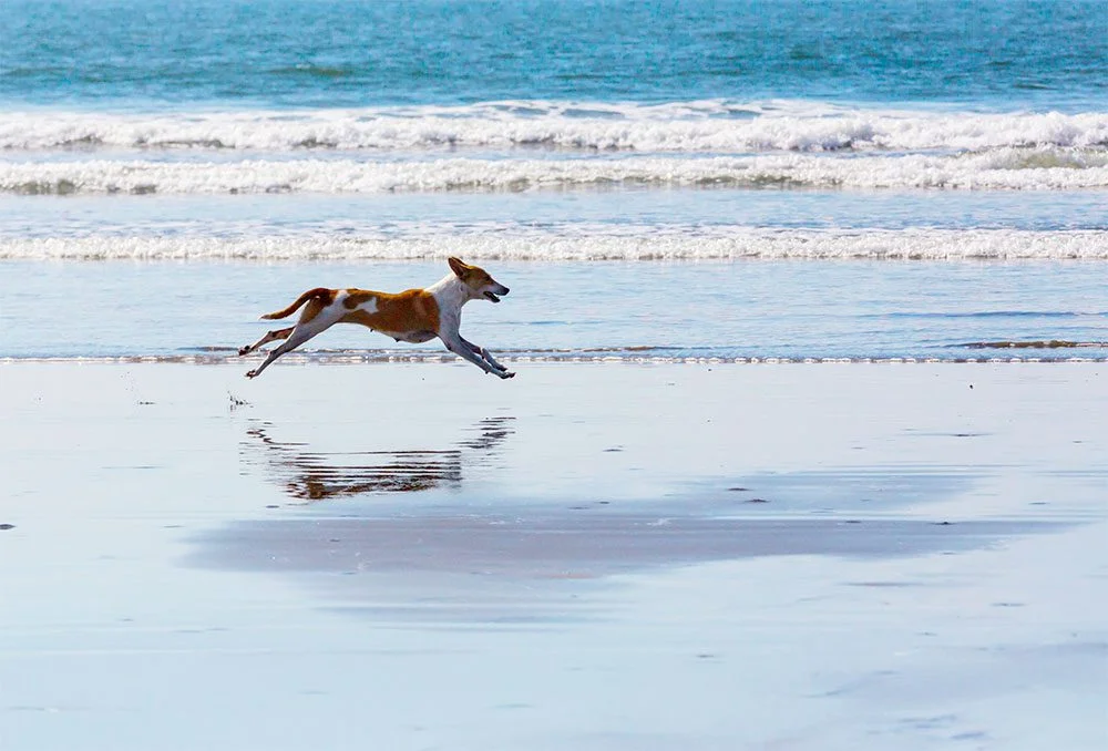 Cadela castanha e branca a correr à beira-mar na praia