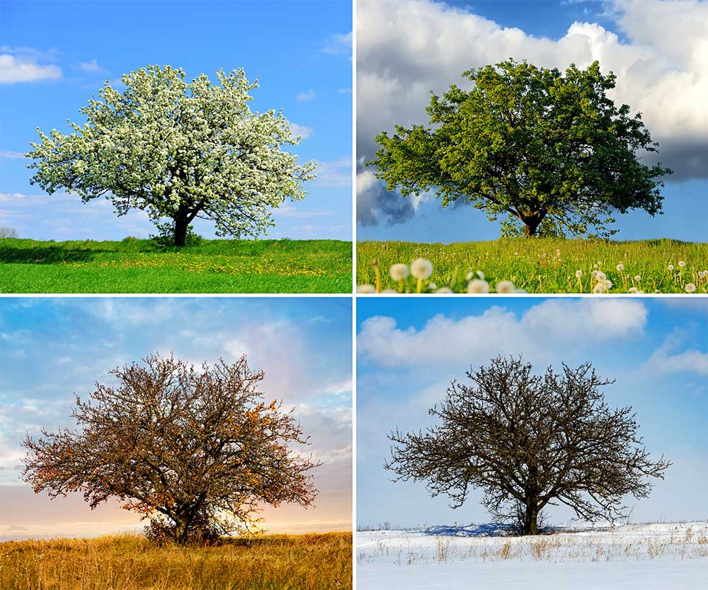 Image with the same tree in 4 different seasons.