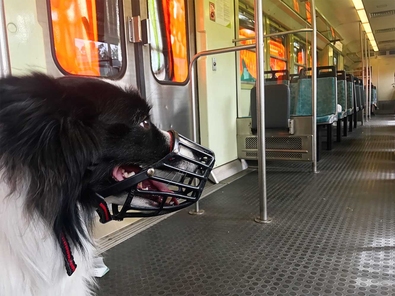 Rafa com açaime a viajar dentro de um comboio urbano em Portugal