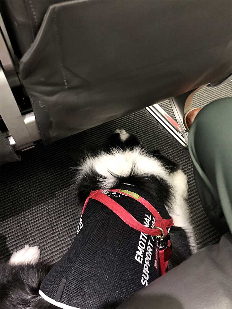 Rafa deitado no chão da cabine do avião durante uma viagem a Copenhaga e Helsínquia.