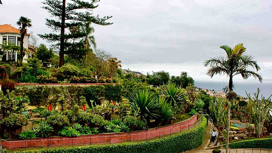 Vista para o jardim botânico da Madeira.