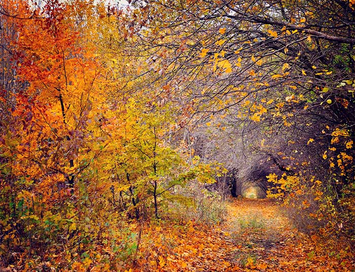 Floresta no Outono, com árvores com folhagens de várias cores.