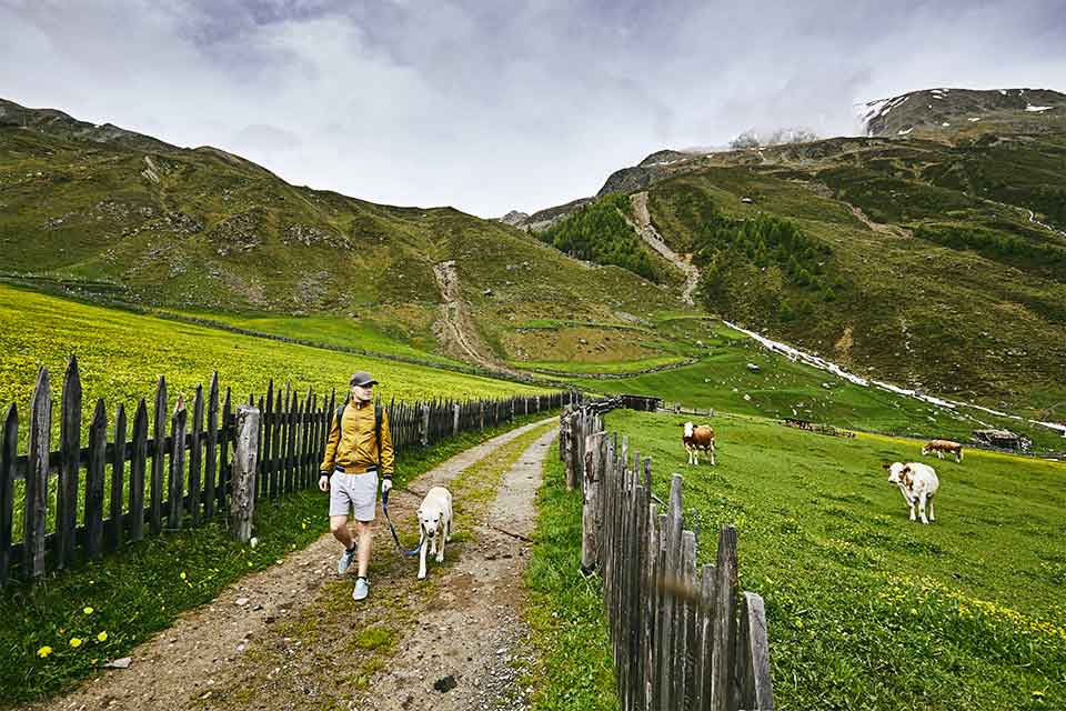 Homem a passear o seu cão no meio do campo, com pastagens e gado bovino.